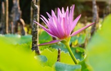 Lotus wallpaper - Water lilies