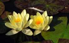 Dwarf water lilies wallpaper - Water lilies