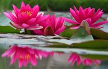 Pink lotus wallpaper - Water lilies