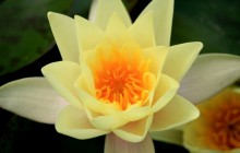 Yellow water lily image - Water lilies