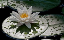 Water lily images