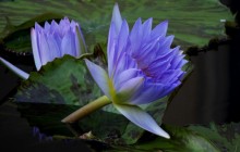Purple water lilies wallpapers - Water lilies