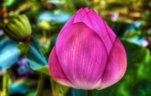Water lily bud HD wallpaper - Water lilies