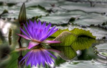 African water lily image - Water lilies