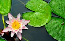 Water lily background - Water lilies