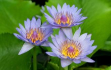 Purple water lilies wallpaper - Water lilies