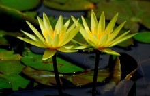 Yellow water lily flowers wallpaper - Water lilies