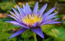 Violet water lily wallpaper - Water lilies