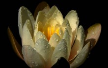 Mexican water lily wallpaper - Water lilies