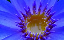 Blue water lily HD wallpaper - Water lilies