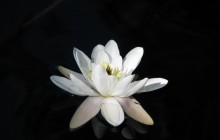 Water lily picture - Water lilies