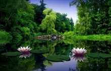 Water lily pictures - Water lilies