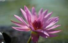 Pink water lily wallpaper - Water lilies