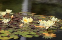 Images of water lilies in pond - Water lilies
