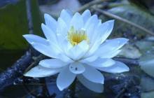 Blue lotus wallpaper - Water lilies