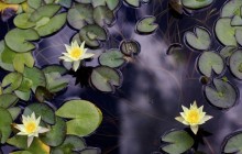 Water lilies photography - Water lilies