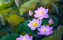 Picture of water lily plant - Water lilies