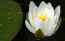 Picture of water lily flower - Water lilies