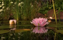 Pics of water lily flowers - Water lilies