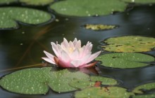 Chinese water lily wallpaper - Water lilies