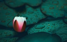 Water lily bud wallpapers - Water lilies
