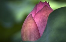 Water lily bud wallpaper - Water lilies