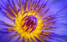 Purple water lily image - Water lilies