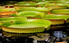 Giant water lily wallpaper - Water lilies