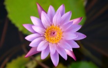 Pink water lily wallpapers - Water lilies