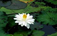 Lotus flower - Water lilies