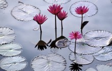 Nymphaeaceae 4 - Water lilies