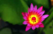 Red water lily flower wallpaper