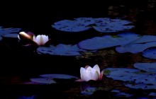 Wild water lily - Water lilies