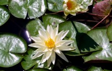 American white waterlily - Water lilies