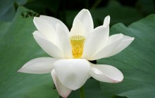 White water lily HD wallpaper - Water lilies