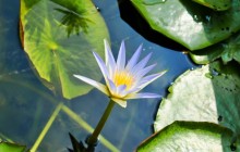 Lily on water wallpaper - Water lilies