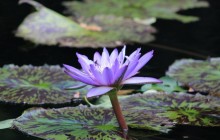 African water lily wallpaper - Water lilies
