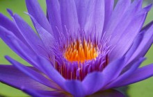 Violet water lily wallpapers - Water lilies