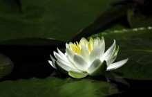 Snow-white water lily wallpaper - Water lilies
