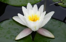 Water lily blossom wallpaper - Water lilies