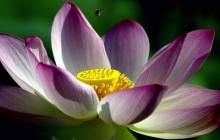 Lotus wallpaper - Water lilies