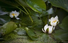 Water lily photography - Water lilies