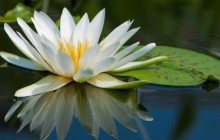 White water lily wallpaper - Water lilies
