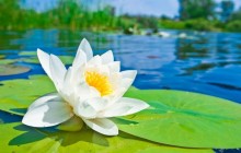White water lily image - Water lilies