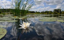 Water-lily in the lake - Water lilies