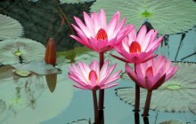 Hardy water lilies wallpaper - Water lilies