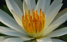 Fragrant water lily - Water lilies