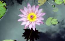 Lotus wallpapers - Water lilies