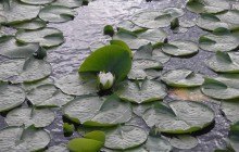 Water lilies leaves wallpaper - Water lilies