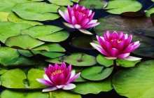 Fragrant Water Lilies - Water lilies